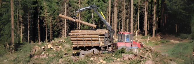 maquinista procesadora forestal